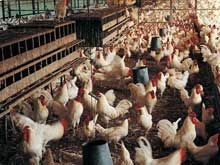 淺談雞病與環(huán)境的關(guān)系！