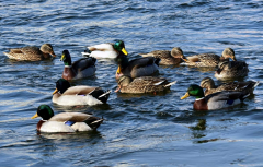 鴨子不停的擺頭，抖震、勾背的病因