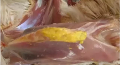 現(xiàn)在青年雞最嚴(yán)重的是什么？