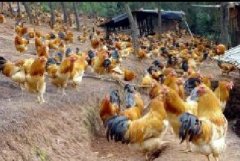 雞咳嗽、呼嚕、甩鼻怎么辦？