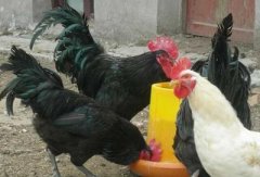 肉雞現(xiàn)在行情還算不錯，可是這個腺肌胃炎出現(xiàn)