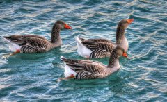 做好冬季鴨子養(yǎng)殖怎么才能多長肉多賣錢？