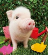 豬嘔吐都是什么原因導致的，簡單通俗的告訴你