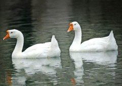 養(yǎng)鵝禁忌有哪些？看看你中了幾條！