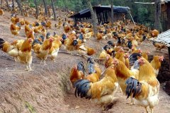 養(yǎng)雞過(guò)程中不能做的八件事，養(yǎng)殖戶要記牢！(技