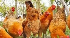 蛋雞產(chǎn)蛋過程中高峰期維持時間較短！有個妙招