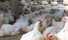 現(xiàn)在這個季節(jié)肉雞無法掙到錢？腺肌胃炎越來越