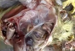 黃病毒在南方各個地區(qū)多發(fā)，這里帶你了解黃病