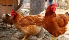 家禽由于溫差大，通風不良導致咳嗽呼嚕呼吸道