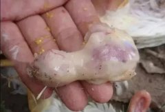 肉雞最頭疼的還是腺肌胃炎，到底該怎么解決？
