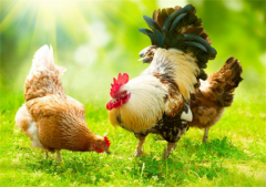 肉雞常見呼吸道病的發(fā)病原因？