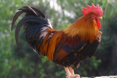 雞大腸桿菌！