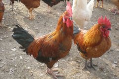 治療家禽呼吸道?。。。。?！