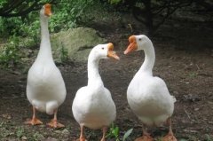 鵝漿膜炎爆發(fā)傷亡非常快！病毒性，細(xì)菌性。