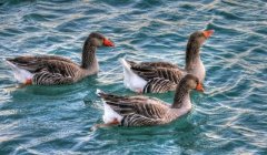 近期番鴨細(xì)小病毒并發(fā)！