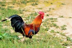 肉雞養(yǎng)殖成本要如何控制？