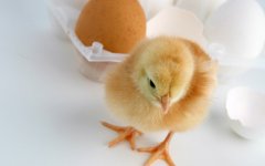 雞為什么會(huì)吐水？