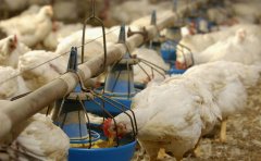 肉雞每天吃料都不跟天，一直找不到原因！知道