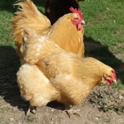 養(yǎng)雞過(guò)程中不能做的八件事，養(yǎng)殖戶要記牢！(技