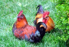 各種雞糞預(yù)示著什么疾??？（疾病技術(shù)）