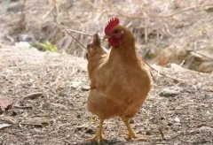 大腸桿菌能引發(fā)哪些疾??？（保存收藏）