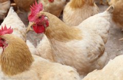 注意，肉雞呼吸道疾病這些聲音信號！