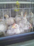 肉雞腺肌胃炎高發(fā)，養(yǎng)雞人認(rèn)真看完這篇文章，