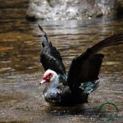 為什么養(yǎng)殖番鴨別人賺錢你卻折本？問題就出在