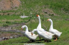 這個(gè)階段鵝最怕呼吸道，如果稍不注意，損失就