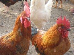 聽說現(xiàn)在球蟲發(fā)病率極高！傷亡也會出現(xiàn)！