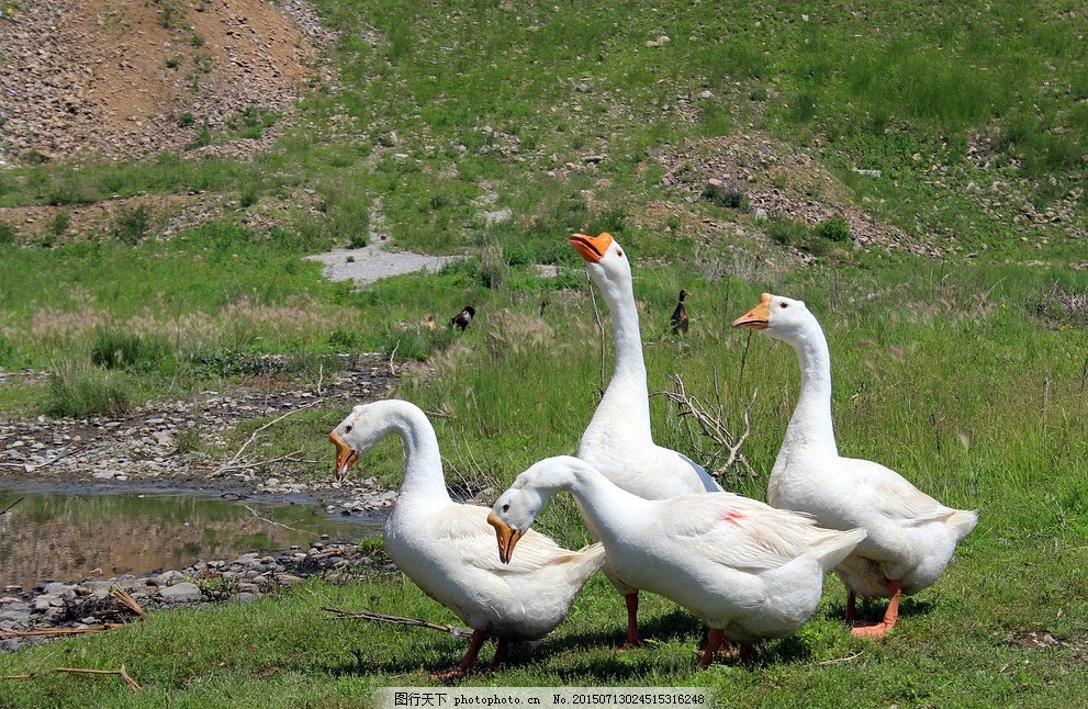 雛鵝為什么會(huì)互相啄毛？怎么解決？